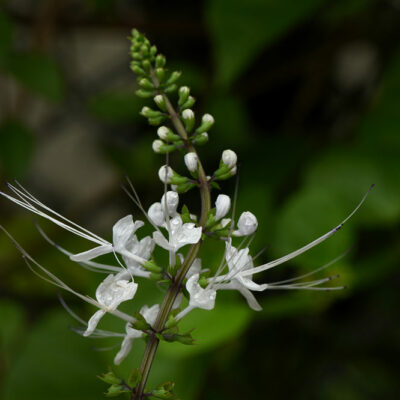 7 Houseplants That Are Toxic to Cats