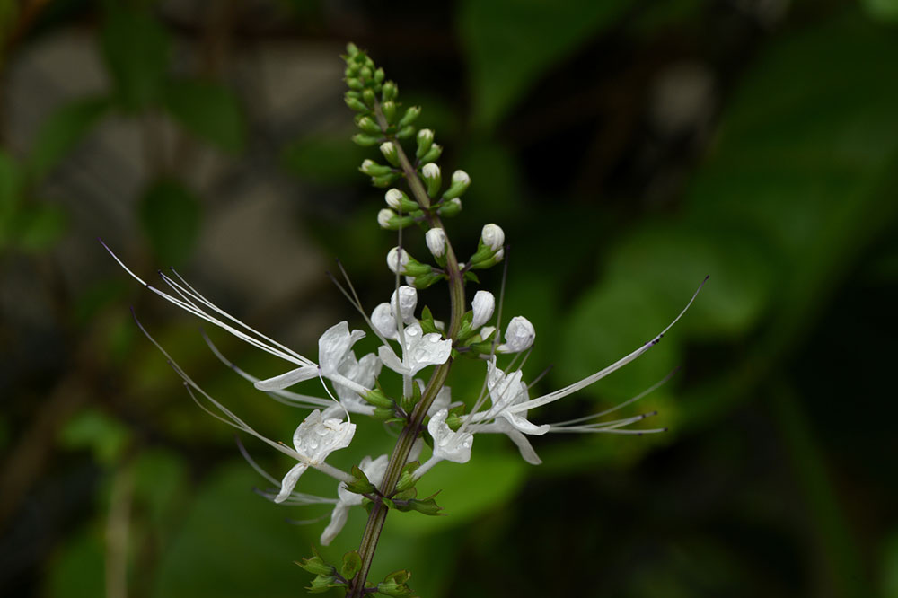 7 Houseplants That Are Toxic to Cats