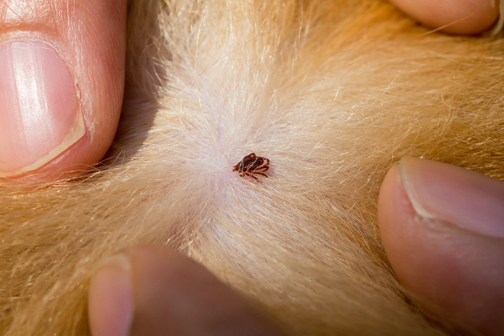 5 Natural Remedies to Get Rid of Fleas and Ticks in Dogs
