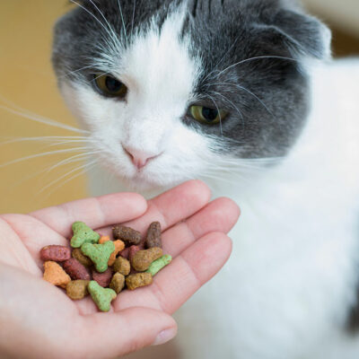 5 Tips To Help Buy Healthy Cat Treats