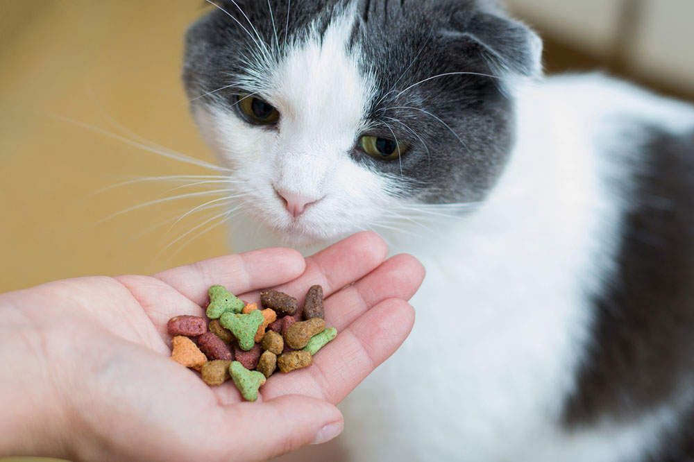 5 Tips To Help Buy Healthy Cat Treats