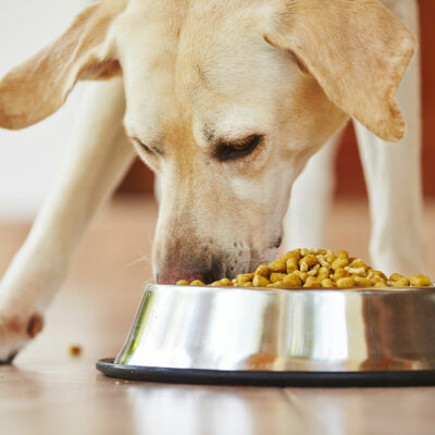 6 Symptoms and Triggers for Dog Food Allergies