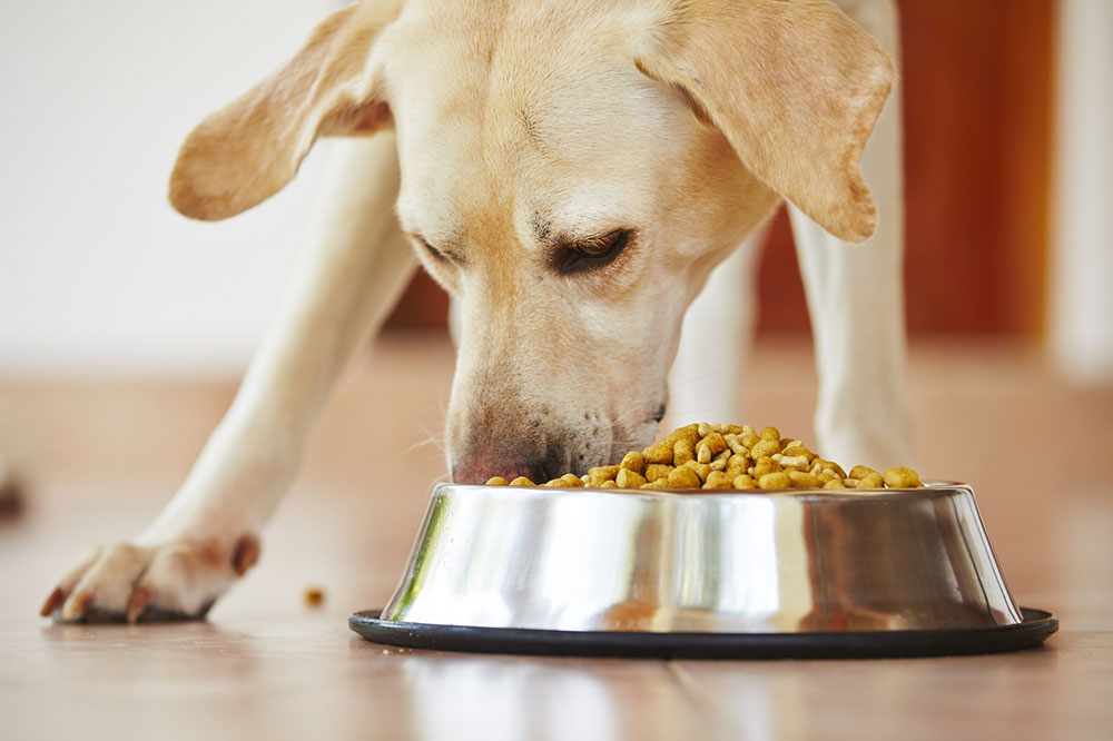6 Symptoms and Triggers for Dog Food Allergies